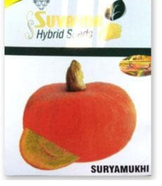 सूर्यमुखी कद्दू