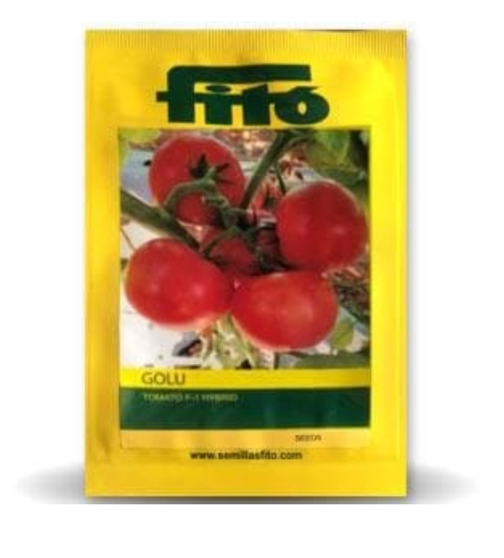 GOLU TOMATO SEEDS ( गोलू टमाटर )