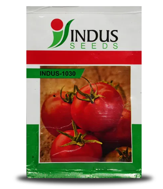 इंडस 1030 टमाटर