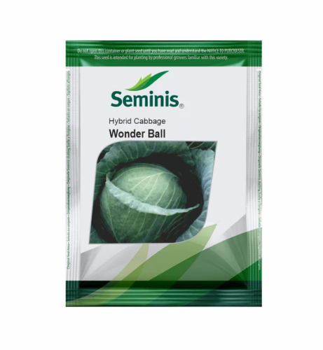WONDER BALL CABBAGE