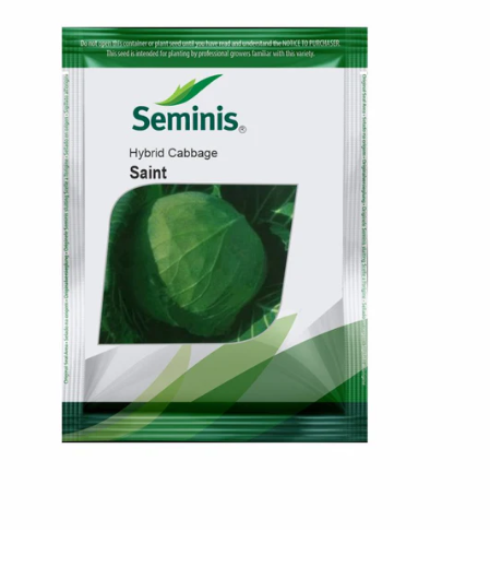 संत पत्तागोभी