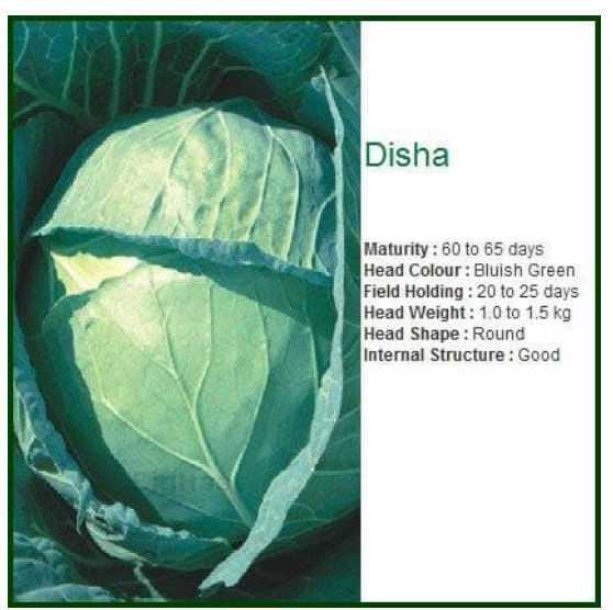 दिशा पत्तागोभी