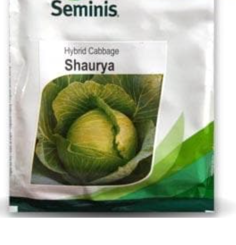 शौर्य पत्तागोभी