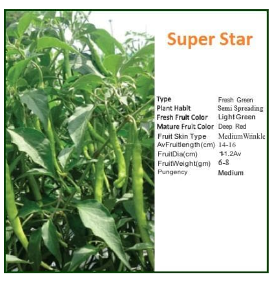 SUPER STAR CHILLI