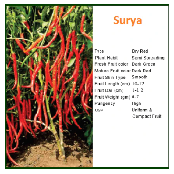 SURYA CHILLI SEEDS
