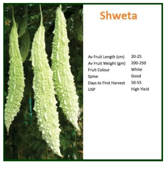 SWETA BITTER GOURD ( स्वेता करेला )