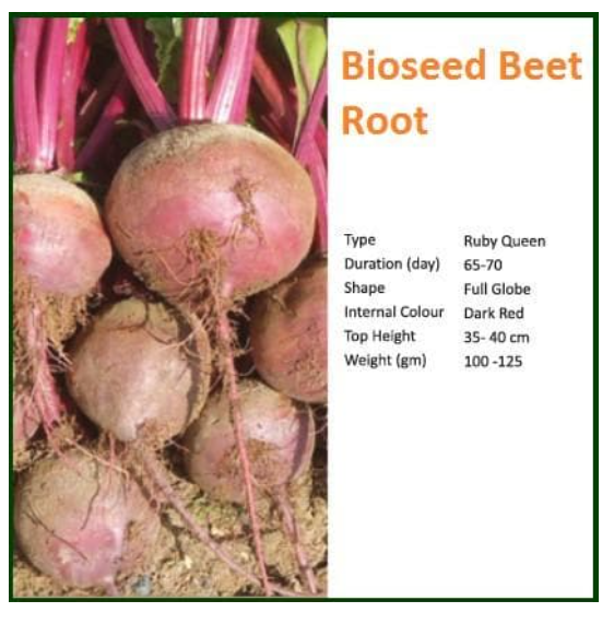 MAX BEET ROOT SEEDS