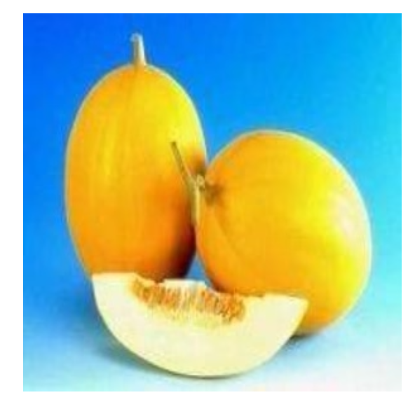 KOHINOOR MUSK MELON