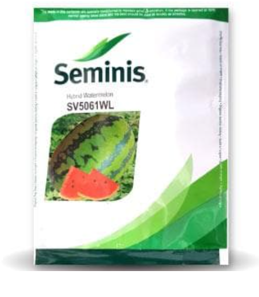 SV5061WL WATER MELON