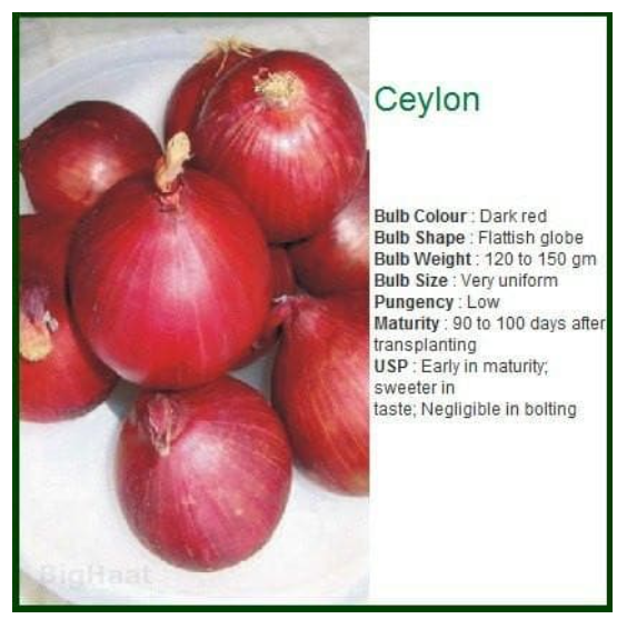 CEYLON ONION