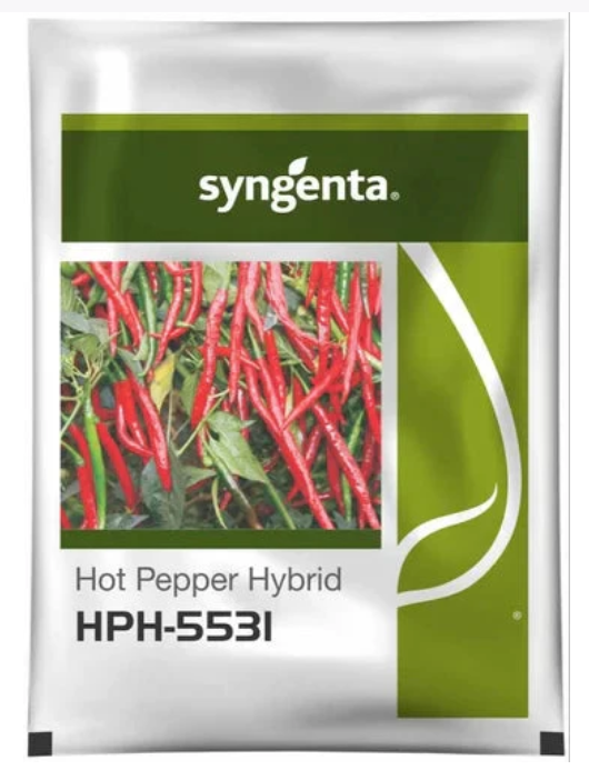 HPH 5531 Chilli Seeds – High Yield, Medium Pungency Hybrid