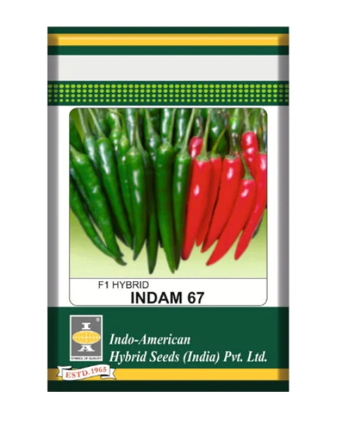 Indam 67 Chilli Seeds