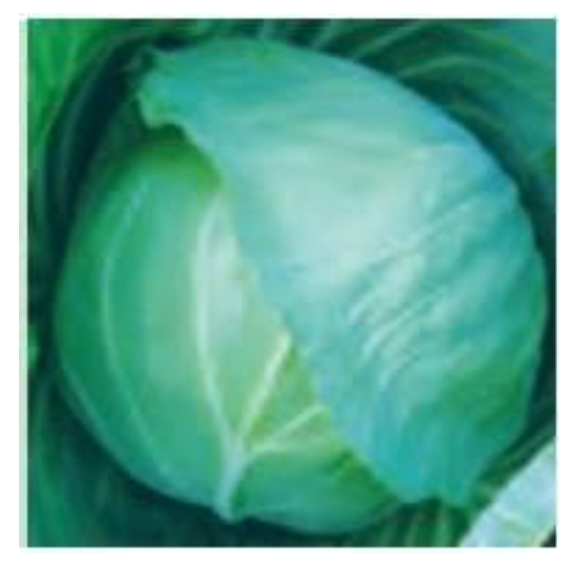 KIRTI CABBAGE