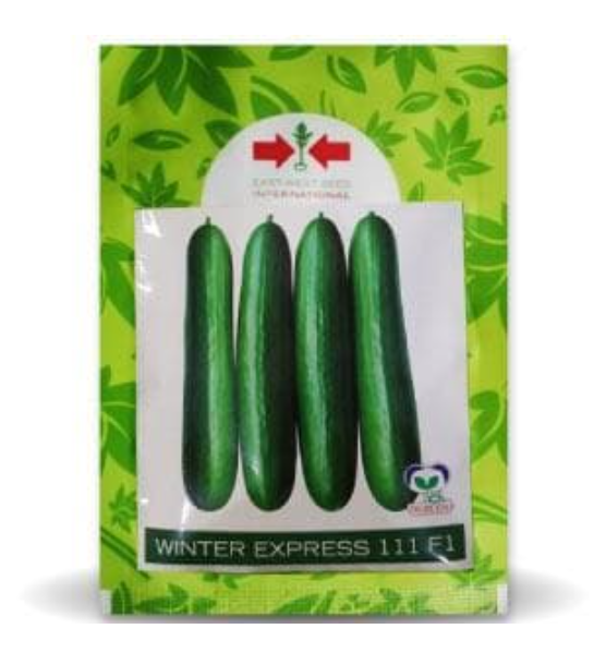 WINTER EXPRESS CUCUMBER