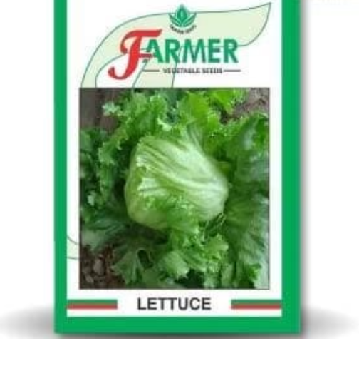 GRAND RAPIDS LETTUCE