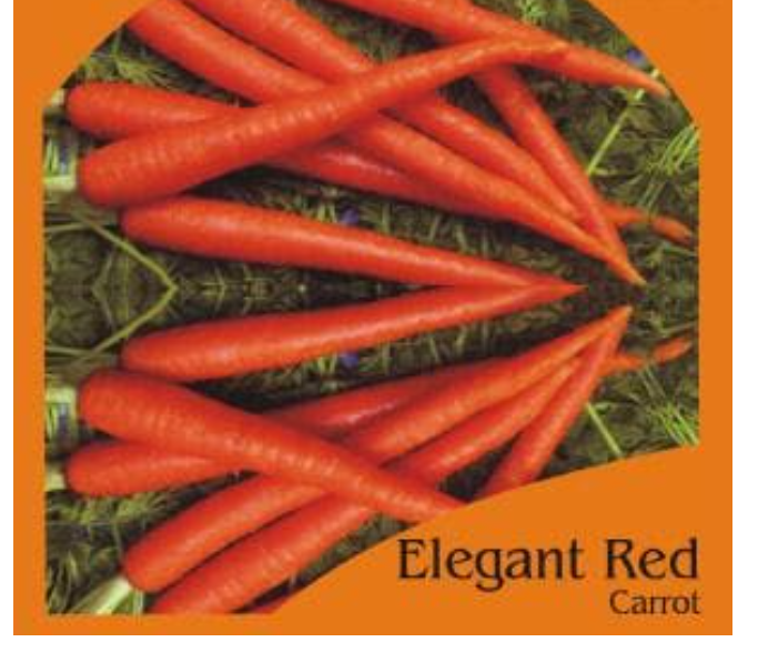 ELEGANT RED CARROT (OP)