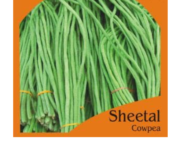 SHEETAL COWPEA-POLE (GREEN) (OP)