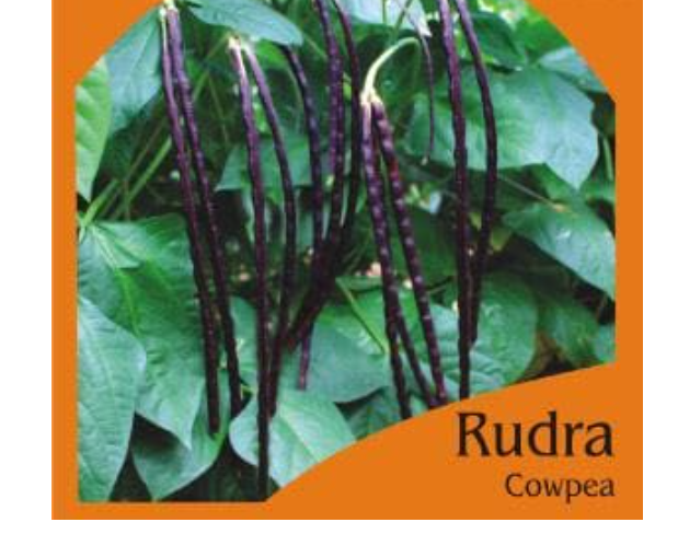 RUDRA COWPEA POLE BEAN (RED) (OP)