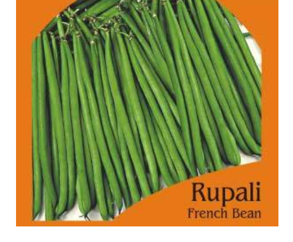 RUPALI FRENCH BUSH BEAN (OP)