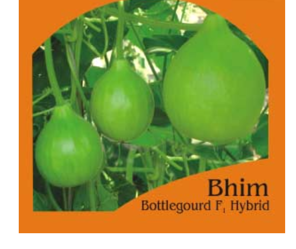 BHIM BOTTLE GOURD (BULB SHAPED) (भीम लौकी )