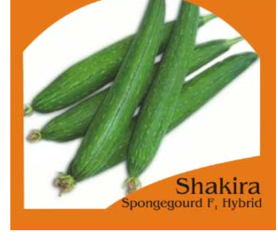 SHAKIRA SPONGE GOURD