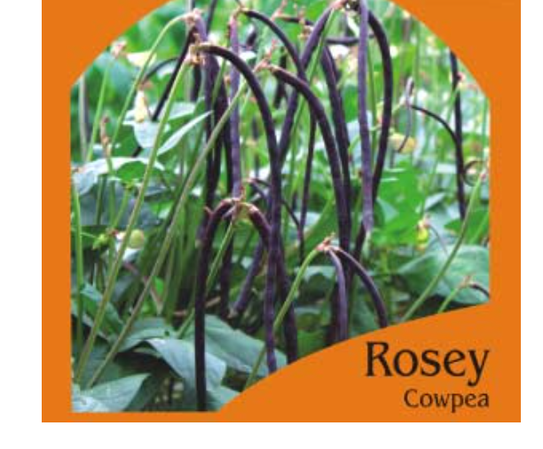 ROSEY COWPEA-BUSH (RED)(OP)