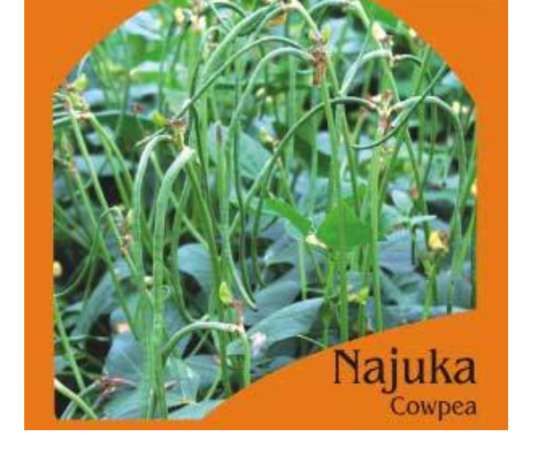 NAJUKA COWPEA BUSH (BEAN) (OP)