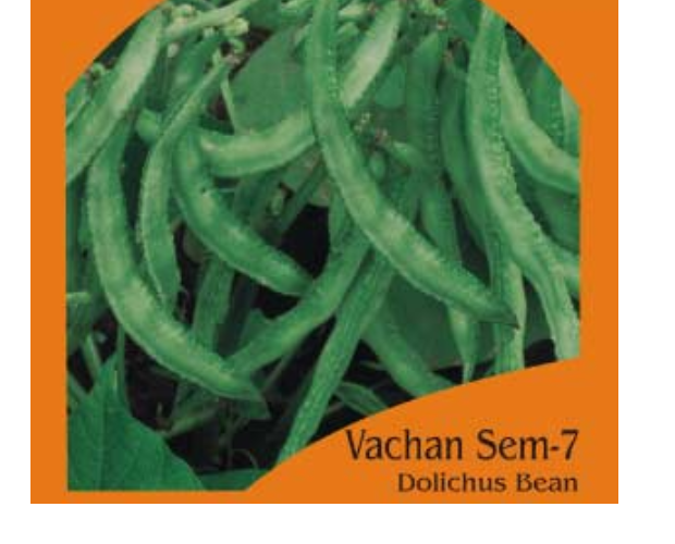 वचन SEM-7 डोलिचस (हरा)