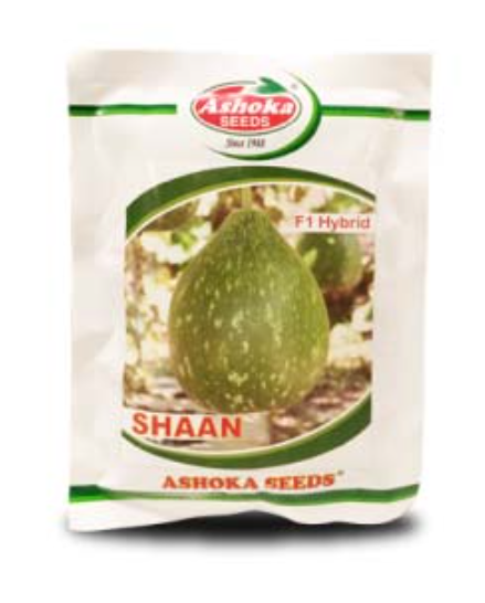 शान बॉटलगॉर्ड (शान लोकी)