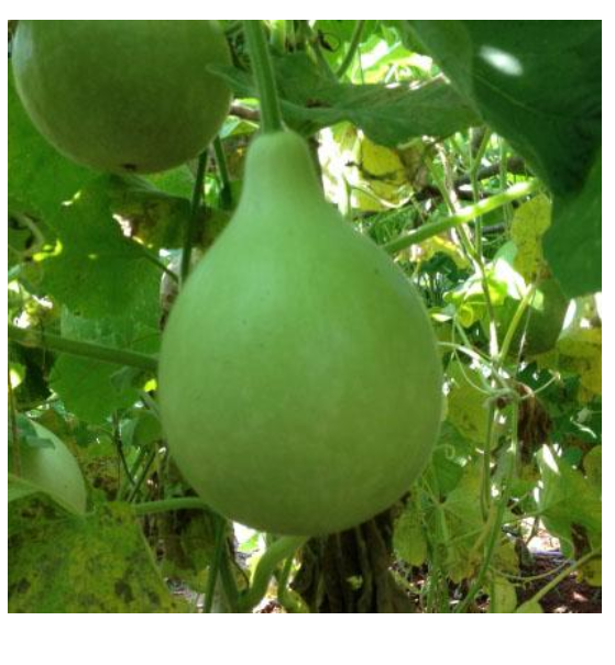 DHRUVA BOTTLE GOURD ( ध्रुवा लौकी )