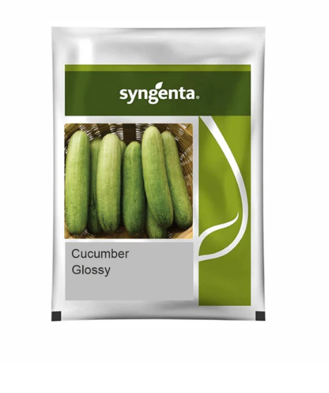 Glossy Cucumber