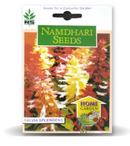 एनएस एफ1 संकरण साल्विया साल्सा फूल के बीज