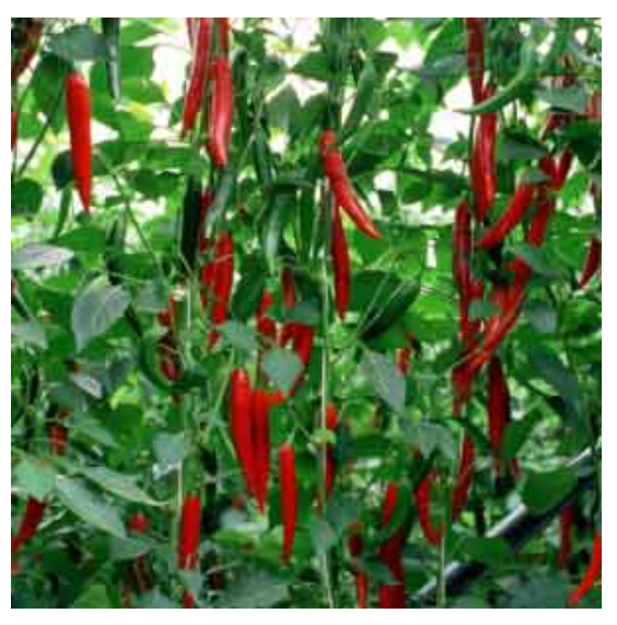 HABIB RZ F1 CHILLI SEEDS