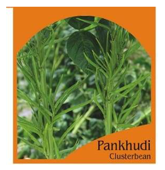 PANKHUDI CLUSTER BEANS