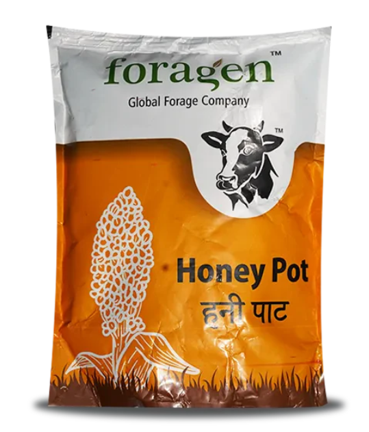 हनी पॉट (बीएमआर स्वीट सोरघम) चारा