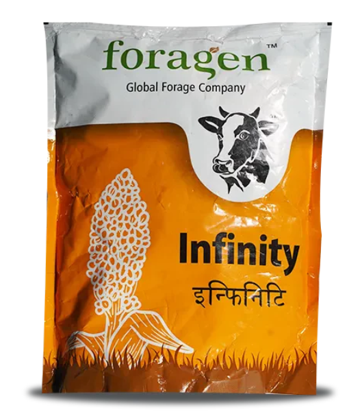 INFINITY (MULTI-CUT SORGHUM SUDAN GRASS)