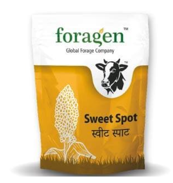 स्वीट स्पॉट ( मीठी ज्वार )