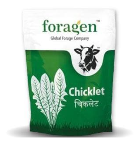 CHICKLET - CHICORY