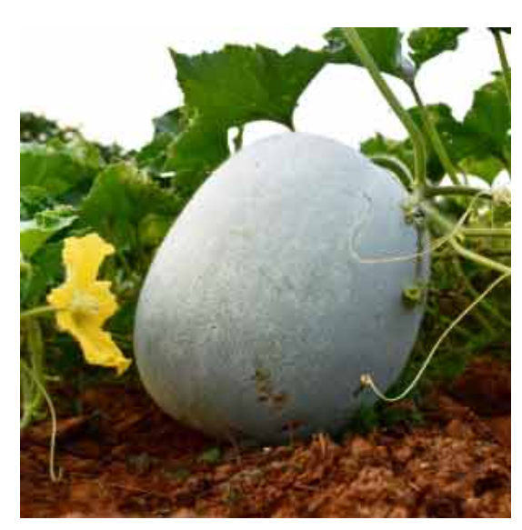 SUGUNA WAX GOURD