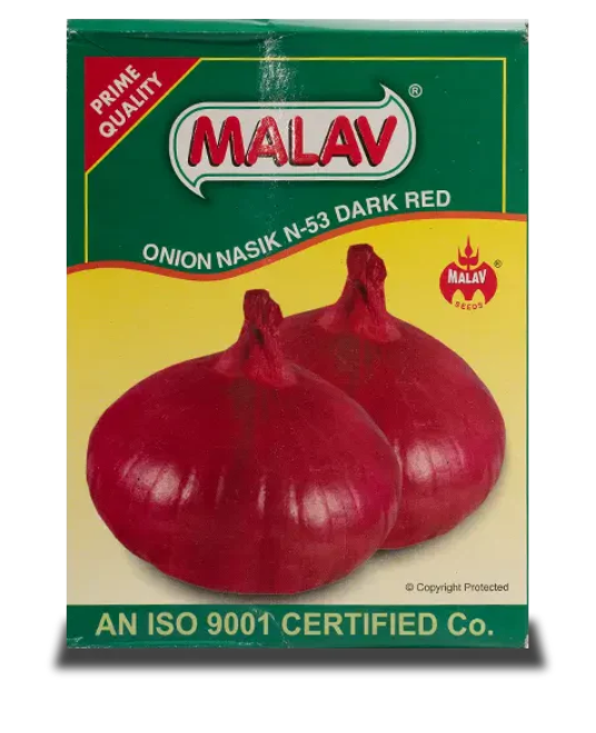 MALAV NASIK RED ONION SEEDS N-53