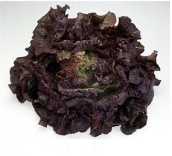 CHEROKEE RZ (81-36) RED BATAVIA LETTUCE