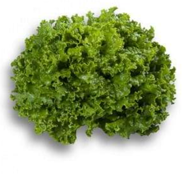 STARFIGHTER RZ (81-85) GREEN BATAVIA LETTUCE