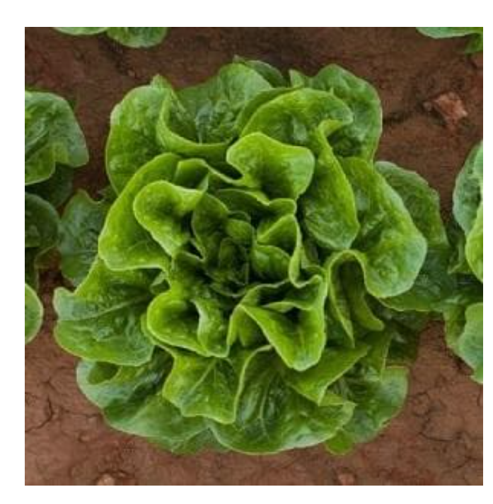 TIBERIUS RZ (41-27) COX LETTUCE