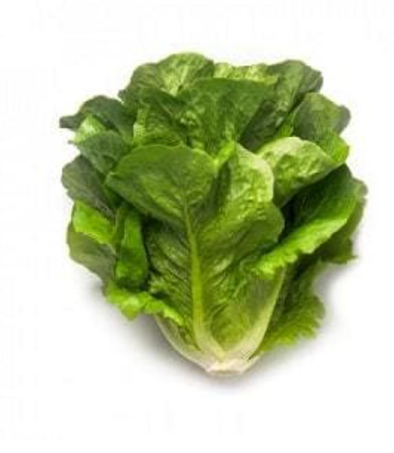 MAXIMUS RZ (41-95) COX LETTUCE