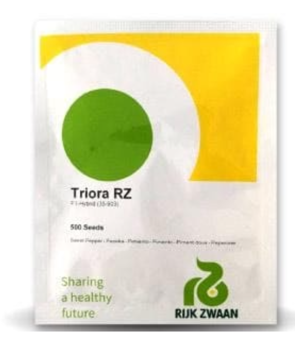 TRIORA RZ F1 (35-903) ORANGE CAPSICUM