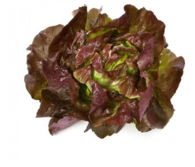 SKYPHOS RZ (43-15) LETTUCE