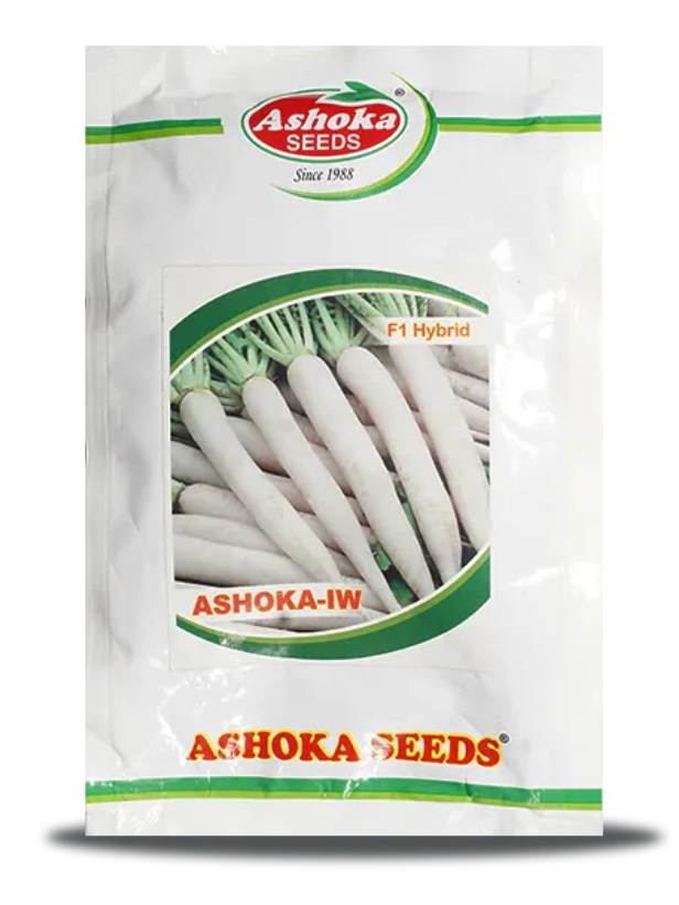 ASHOKA IVORY WHITE RADISH