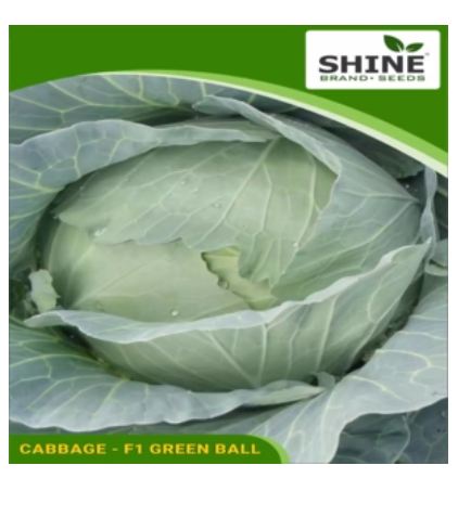 SHINE CABBAGE F1 GREEN BALL SEEDS
