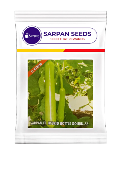 SARPAN HYBRID BOTTLE GOURD- 55 (SEEDS)