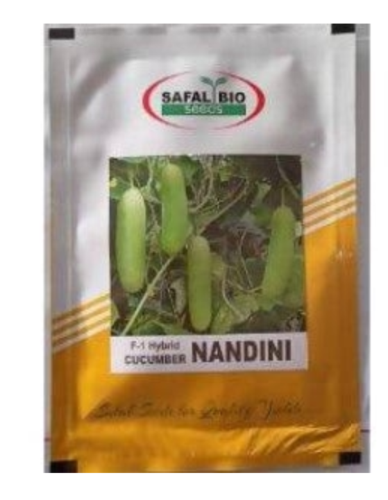 NANDINI CUCUMBER SEEDS